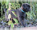 Small Photo #4 Jug Puppy For Sale in MOUNT SOLON, VA, USA