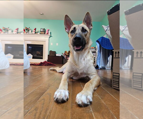 Medium Photo #12 Shepradors Puppy For Sale in Raleigh, NC, USA