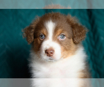 Small #1 Australian Shepherd