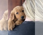 Small #2 Golden Retriever