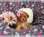 Small Photo #10 Poodle (Toy) Puppy For Sale in ELKTON, MD, USA