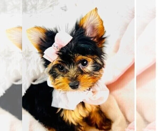 Medium Photo #6 Yorkshire Terrier Puppy For Sale in PEMBROKE PINES, FL, USA