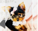 Puppy Jamila Yorkshire Terrier