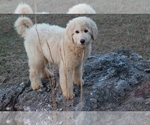 Small Photo #1 Goldendoodle Puppy For Sale in BRIGHTON, MO, USA