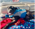 Small #11 Boxer Mix