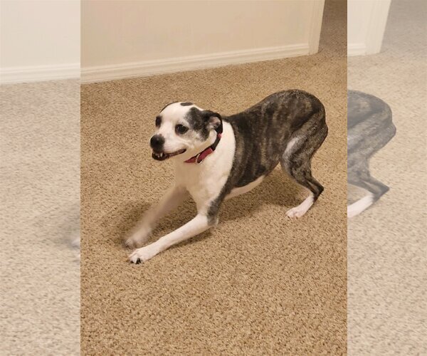 Medium Photo #11 Boston Terrier-Italian Greyhound Mix Puppy For Sale in Little Elm, TX, USA
