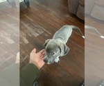 Small Mutt