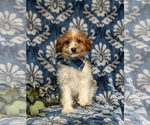 Small Photo #2 Cavapoo Puppy For Sale in LINCOLN UNIVERSITY, PA, USA