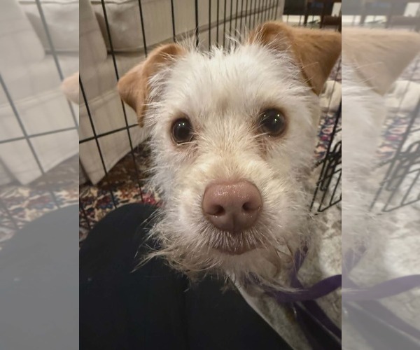 Medium Photo #2 Maltese-Unknown Mix Puppy For Sale in Holly Springs, NC, USA