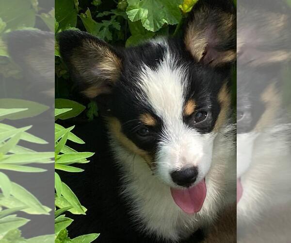 Medium Photo #5 Aussie-Corgi Puppy For Sale in BRIGGSDALE, CO, USA