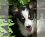 Small #4 Aussie-Corgi