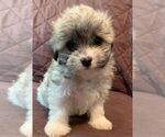 Small Photo #2 Cotonese Puppy For Sale in ORLANDO, FL, USA
