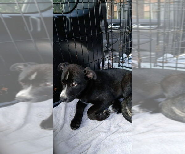 Medium Photo #3 Labrador Retriever Puppy For Sale in Oak Bluffs, MA, USA