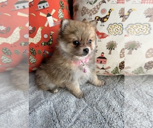 Pomeranian Puppy for sale in LAWRENCE, MI, USA
