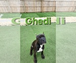 Puppy Ghedi America Bandogge Mastiff