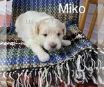 Small Photo #5 Pookimo Puppy For Sale in CLARE, MI, USA