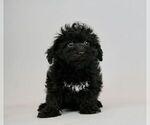 Small Photo #5 Poodle (Toy)-Yorkshire Terrier Mix Puppy For Sale in WARSAW, IN, USA