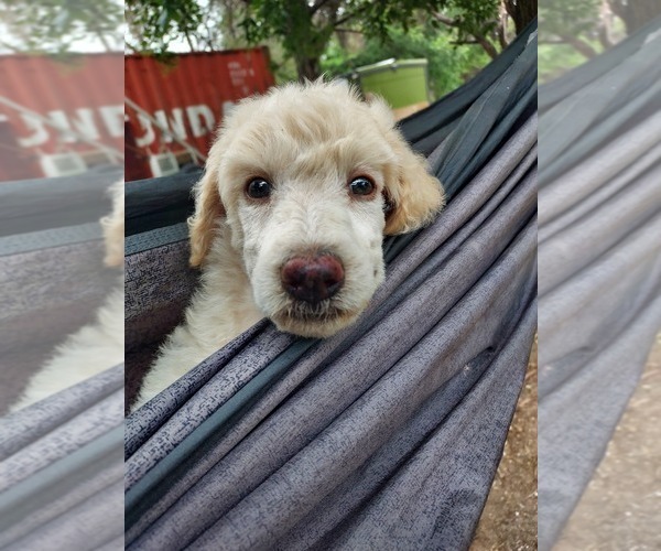 Medium Photo #42 Bordoodle Puppy For Sale in COPPERAS COVE, TX, USA