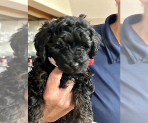 Goldendoodle-Poodle (Miniature) Mix Puppy for sale in WICHITA, KS, USA
