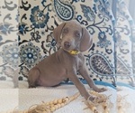 Small #3 Weimaraner