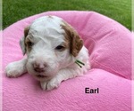 Puppy Earl Poodle (Miniature)