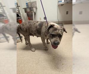 Bulldog-Unknown Mix Dogs for adoption in Bakersfield, CA, USA