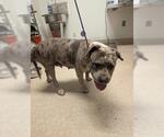 Small Bulldog Mix
