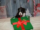 Small Photo #55 Boxer Puppy For Sale in CHILHOWEE, MO, USA