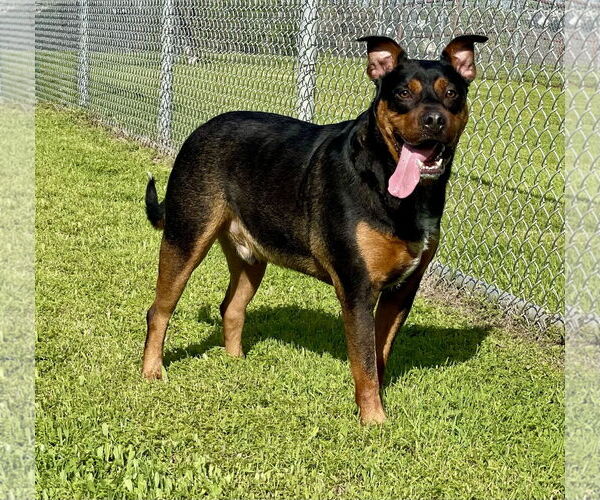 Medium Photo #3 Rottweiler-Unknown Mix Puppy For Sale in Denton, TX, USA