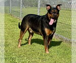 Small #2 Rottweiler Mix