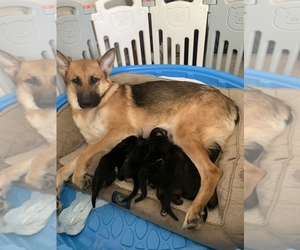 Mother of the German Shepherd Dog puppies born on 04/30/2023