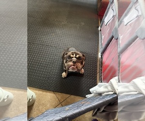 Mother of the Bulldog puppies born on 01/08/2026