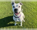 Small #2 American Staffordshire Terrier Mix