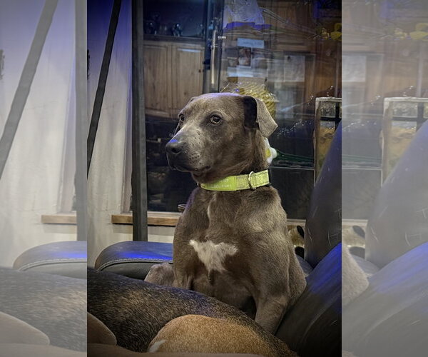 Medium Photo #7 Labrador Retriever-Unknown Mix Puppy For Sale in Sandy, UT, USA