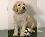 Small Photo #1 Sheepadoodle Puppy For Sale in SAN ANTONIO, TX, USA