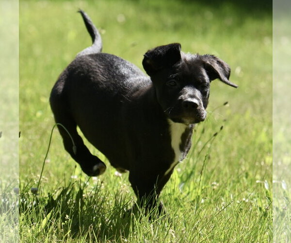 Medium Photo #4 Shepweiller Puppy For Sale in Mechanicsburg, PA, USA