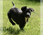 Small #3 Shepweiller
