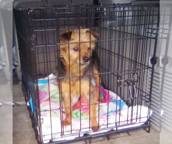 Medium Photo #3 Mutt Puppy For Sale in Osgood, IN, USA