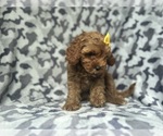 Small #6 Cavapoo