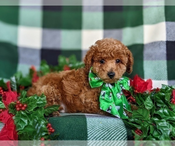 Full screen Photo #5 Poodle (Miniature) Puppy For Sale in LEOLA, PA, USA
