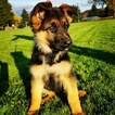 Small Photo #5 German Shepherd Dog Puppy For Sale in CASTLE ROCK, WA, USA