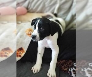 Panda (AL) - Male Dogue de Bordeaux-Unknown Mix Dog for Adoption - Photo #4