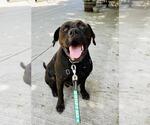 Small #1 Rottweiler Mix
