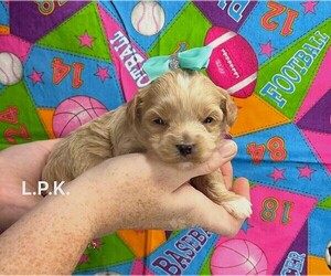 YorkiePoo Puppy for sale in WINNSBORO, LA, USA