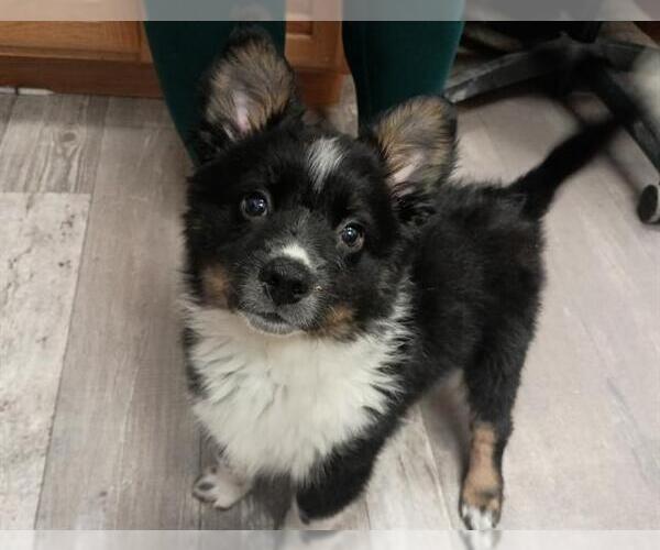 Medium Photo #1 Border-Aussie Puppy For Sale in Ames, IA, USA
