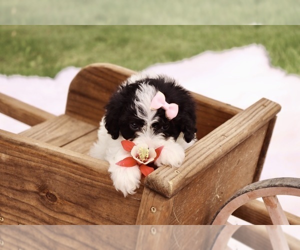 Medium Photo #3 Cavapoo Puppy For Sale in WEST SALEM, OH, USA