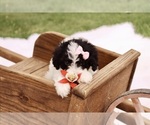 Small #2 Cavapoo