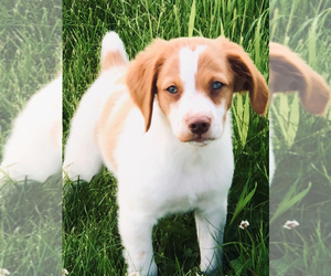 Brittany Puppy for sale in CONDON, MT, USA