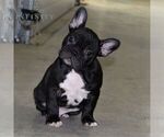 Small Photo #3 Faux Frenchbo Bulldog Puppy For Sale in EPHRATA, PA, USA