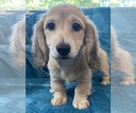 Image preview for Ad Listing. Nickname: AKC Stella